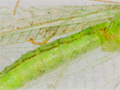 Chrysoperla lucasina